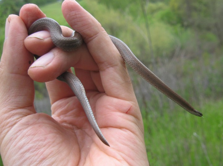 Sharptailed Snake